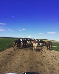 cows on the farm