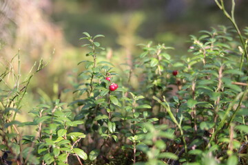 lingonberry in the forest