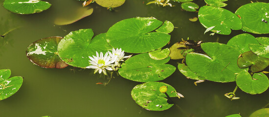 Water lily flower and leaves ,on the swamp water at daylight.