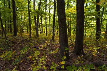 This nature image shows a thriving green tree filled forest landscape.