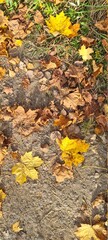 autumn leaves on the ground