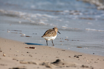 strandläufer