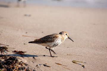 Strandläufer