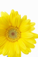 Fototapeta premium ガーベラ