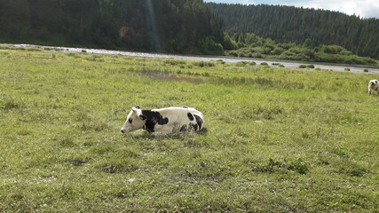 Fototapeta premium cow in the field