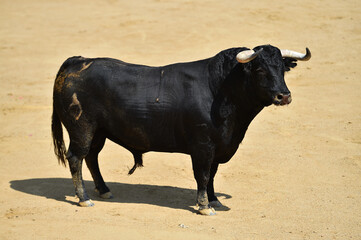 toro bravo español con grandes cuernos corriendo en una plaza de toros durante un espectaculo...