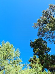 tree in spring