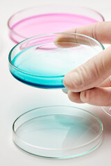 Close up a scientist or biologist in rubber gloves holding a petri dish with colorful media for grafting bacterial colonies or biochemical analysis. 