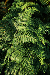 Ferns background texture