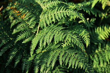 Ferns background texture