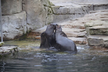 Harbor seal (Phoca vitulina) in Frankfurt zoo