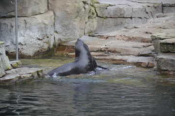 Harbor seal (Phoca vitulina) in Frankfurt zoo