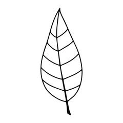 Pumpkin, leaf, acorn, mushroom.  Vector doodle element. For printing on paper, package, web banners, greeting cards. Autumn Thanksgiving day Happy Halloween party. Forest. Vegatarian food symbols.
