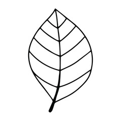 Pumpkin, leaf, acorn, mushroom.  Vector doodle element. For printing on paper, package, web banners, greeting cards. Autumn Thanksgiving day Happy Halloween party. Forest. Vegatarian food symbols.
