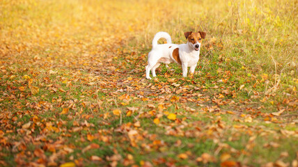 a red-and-white dog walks in an autumn Park