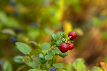 healthy, natural,eco-friendly, red cranberries with bushes,plants, moss in the forest in summer and autumn