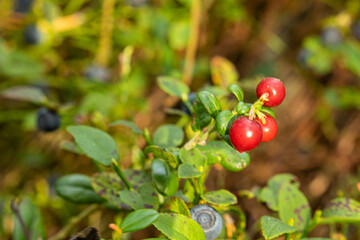 healthy, eco-friendly, natural, red cranberries with bushes, plants in the forest in summer,autumn with texture
