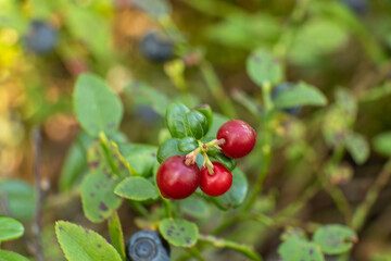 healthy, natural,eco-friendly, red cranberries with bushes,plants, moss in the forest in summer and autumn