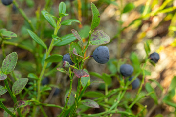 healthy, natural,eco-friendly blueberries with bushes,plants, moss in the forest in summer and autumn
