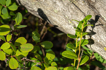 natural, organic, medicinal cranberry bushes with plants, moss in the forest in summer and autumn