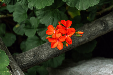 Flores naranja muy cerca naturaleza