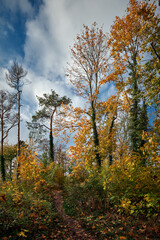Fototapeta premium Herbstlicher Wanderpfad auf dem Kranichsberg in der Rüdersdorfer Heide