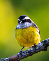 bird on a branch