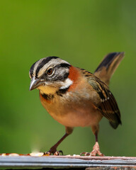 a sparrow