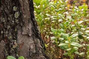 natural, organic, medicinal cranberry bushes with plants, moss in the forest in summer and autumn