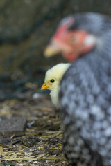 Mother Wyandotte hen with newly hatched chick sitting on a nest