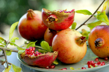 colheita de outono de frutas maduras da romã.