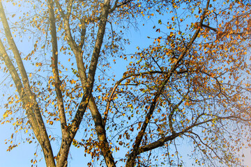 Trees with yellow leaves in autumn. Change of seasons..