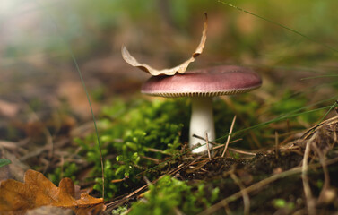 Russula edible mushroom in autumn forest. Beautiful nature