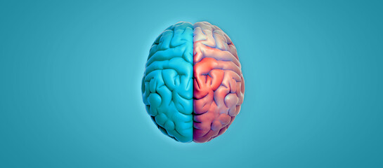 3D rendering hemispheres brain top view isolated on blank green background