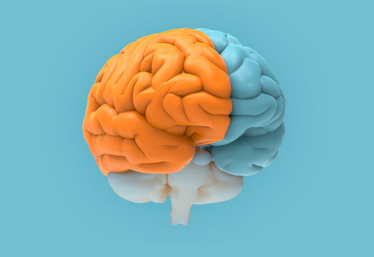 3D rendering separate hemispheres brain on blue BG