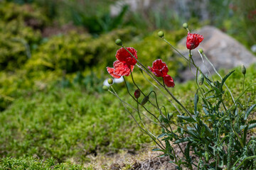 Red poppy flower on dark green background summer time