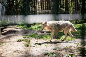 One grey wolf behind fence - captive animal. Summertime vizit to the zoo.