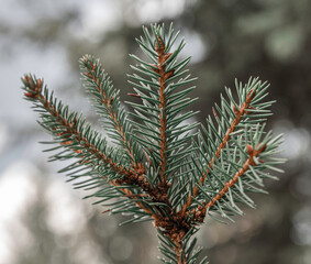 Closeup of a spruce