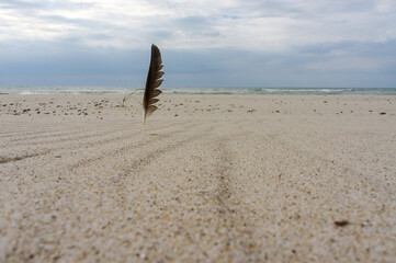 Bird's feather on the sea sand. Bird's feather on the sea coast.