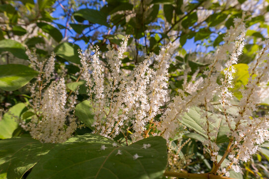 Itea virginica shrub in autumn. A flowering ornamental shrub with white flowers.