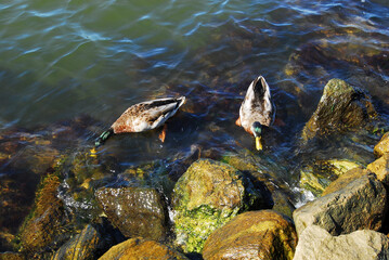Ducks feed on underwater plant life in the Patuxent River on Solomons Island, Maryland.