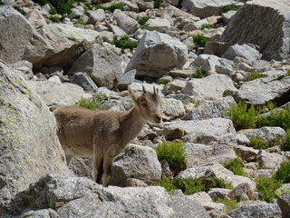 Gredos, Spain 09/09/2019: Mountain goats ( Capra Pyrenaica) photographed in the Sierra de Gredos (Spain) in summer. It is a typical species of the Pyrenees and some other area of Spain.