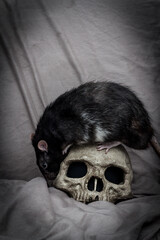 Pet Rat Human Skull