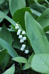 lily of the valley