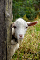 Fototapeta premium Goat looking at the camera from behind a wooden post. No people. Copy space.