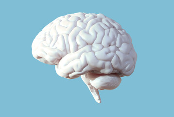 3d rendered illustration of a brain