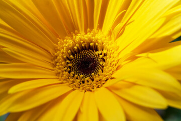 Yellow flower with a black center Gerbera.