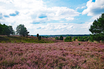 Lüneburger Heide Landschaft zur Heideblüte