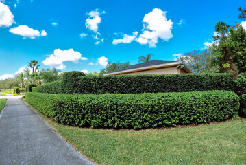Green Ivy Wall and blue sky