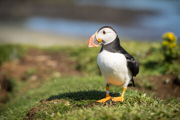Atlantic puffins, the common puffin, seabird in the auk family, on the Treshnish Isles in Scotland UK